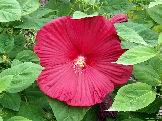 hibiscus (616x462, 106Kb)