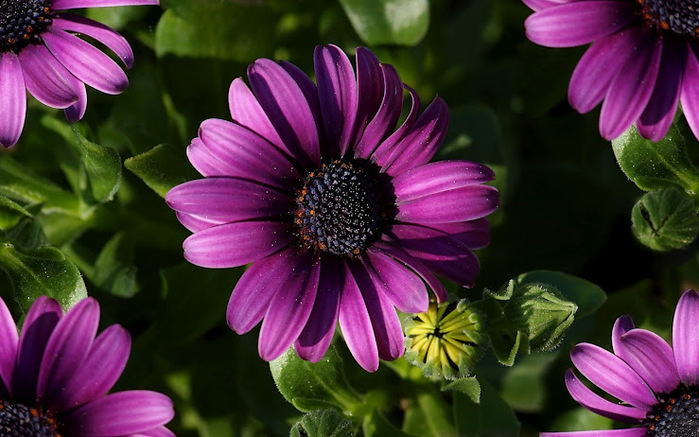 purple_flowers_hd_widescreen_wallpapers_1680x1050 (700x437, 126Kb)