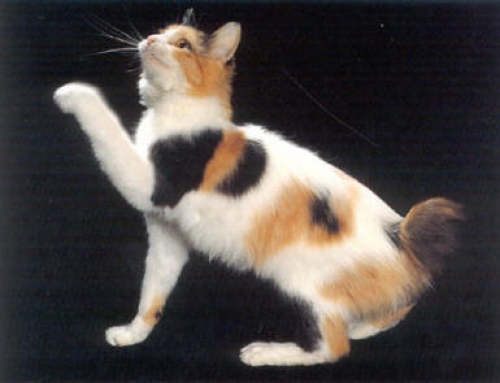 japoński-zdjęcia-kotów-nb20458 (500x383, 106Kb)