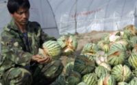200x124-images-MB-2011-478-watermelons_ap (200x124, 7Kb)