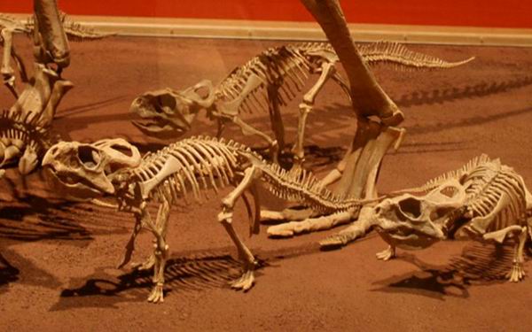 1346748625_6 (600x375, 43Kb)