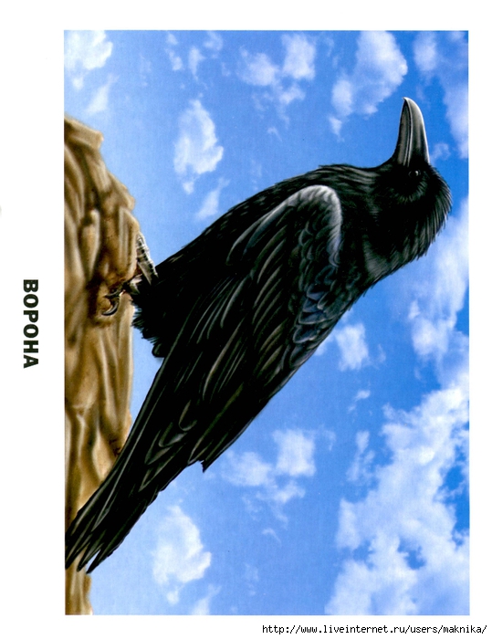 Птицы (01) (539x700, 246Kb)