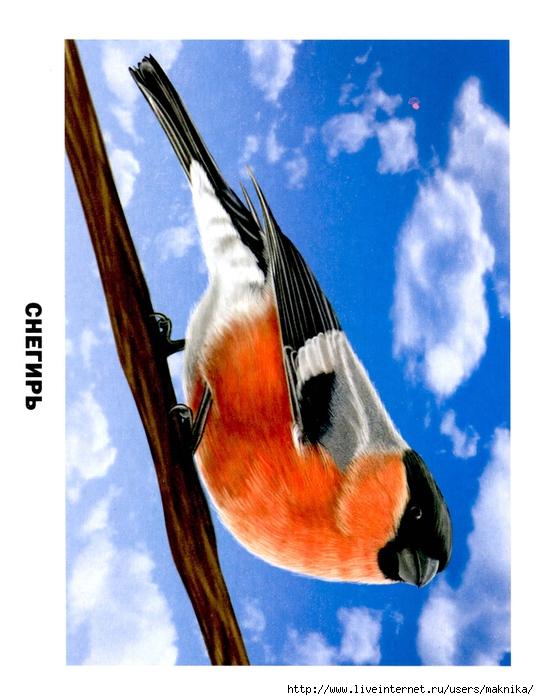Птицы (13) (539x700, 271Kb)