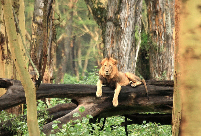 800px-Lion_in_Lake_Nakuru_National_Park,_Kenya (700x473, 113Kb)
