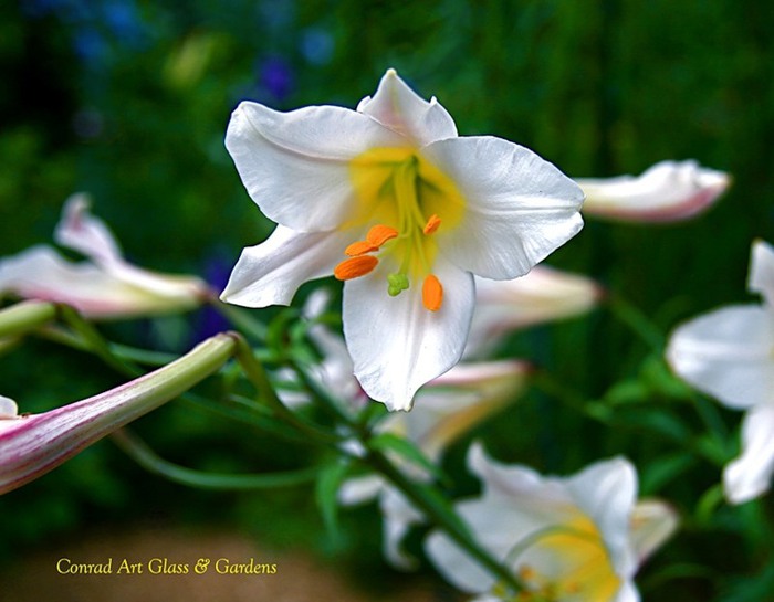 Лилейник - цветок одного дня