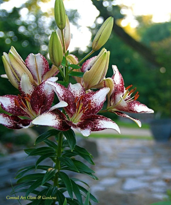 Лилейник - цветок одного дня 38 (583x700, 111Kb)