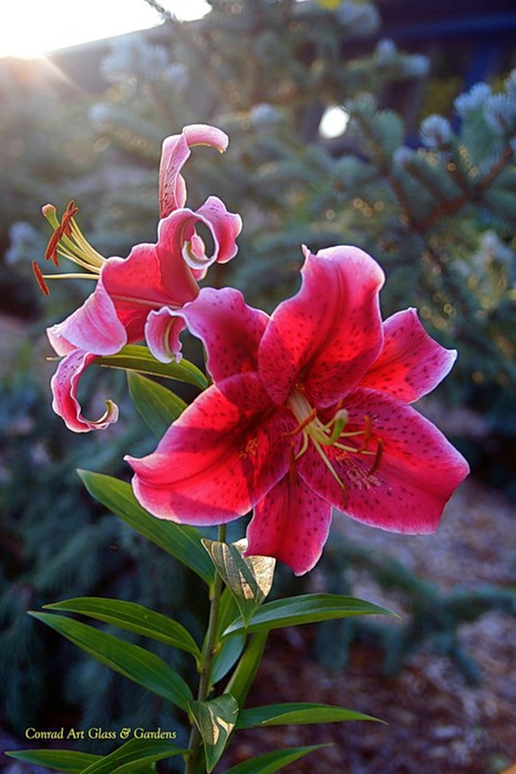 Лилейник - цветок одного дня 43 (466x700, 85Kb)