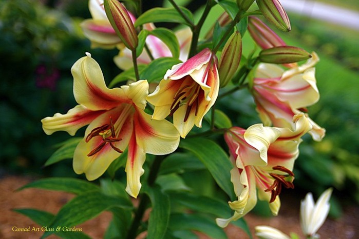 Лилейник - цветок одного дня 65 (700x466, 82Kb)