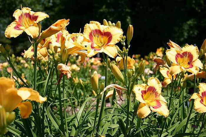 Лилейник - цветок одного дня 77 (700x466, 138Kb)