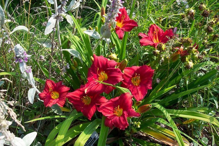 Лилейник - цветок одного дня 110 (700x467, 175Kb)