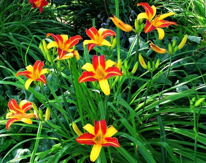 Лилейник - цветок одного дня 114 (700x554, 185Kb)