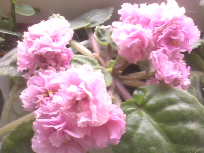 IMG0074A (700x525, 78Kb)