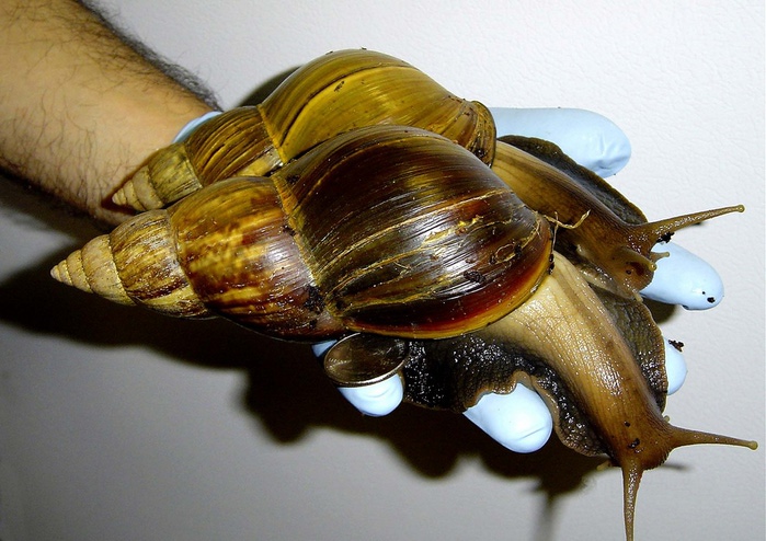 supercoolpics_07_06092012091514 (700x494, 131Kb)