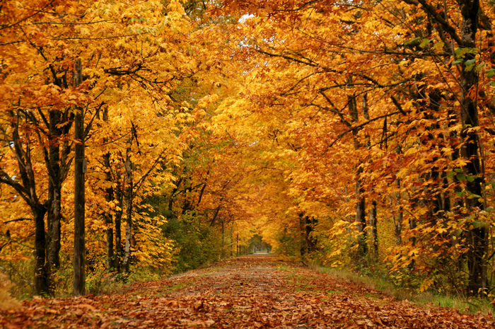 4741324_79509056_All_sizes__Into_Autumn__Flickr__Photo_Sharing (700x465, 915Kb)