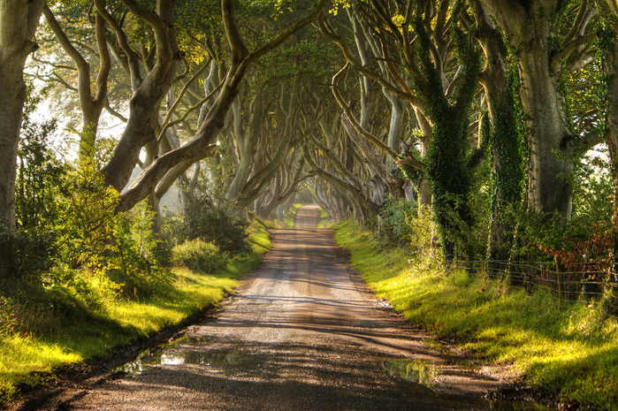 Dark-Hedges01 (700x465, 328Kb)