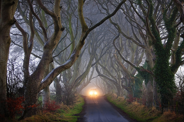 Dark-Hedges03 (700x464, 238Kb)