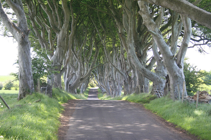 Dark-Hedges07 (700x466, 243Kb)
