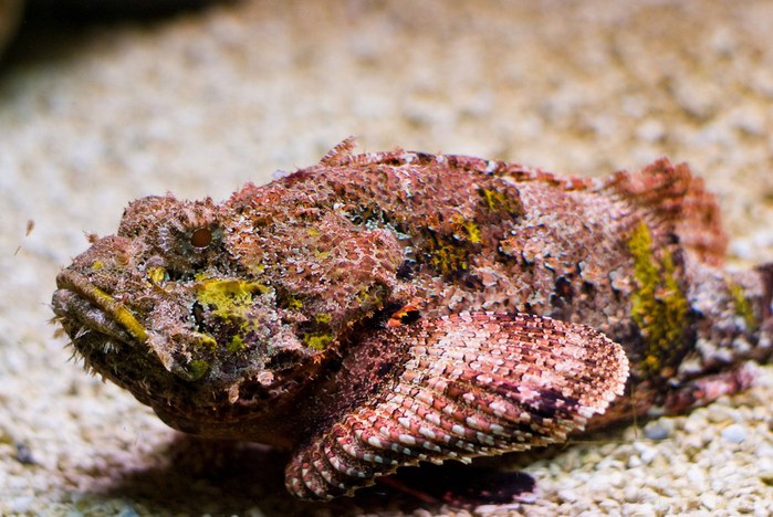 stonefish-1 (700x468, 98Kb)