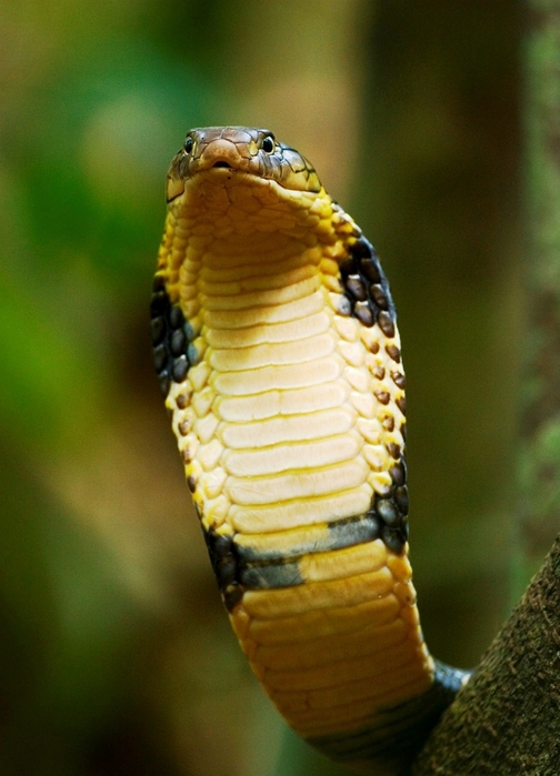 188_8838-king-cobra-head (504x700, 232Kb)