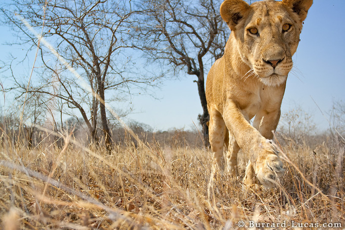 curious_lioness (700x466, 195Kb)