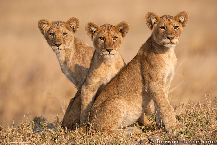 three_lion_cubs (700x466, 131Kb)
