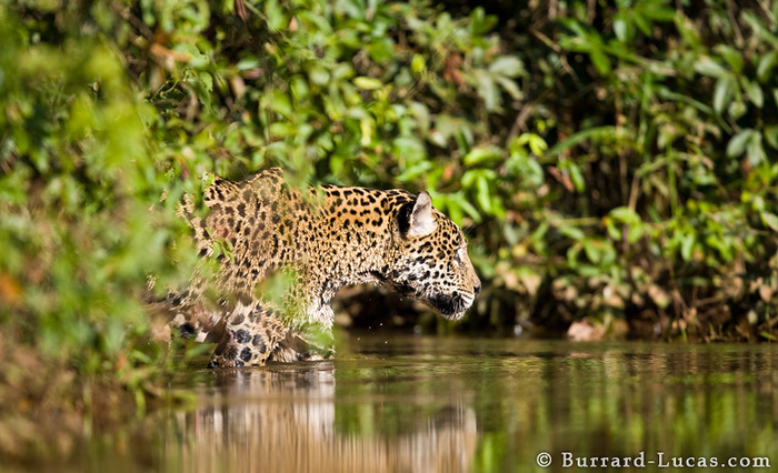 wading_jaguar (700x426, 158Kb)