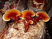 Ганодерма (Reishi) (180x135, 12Kb)