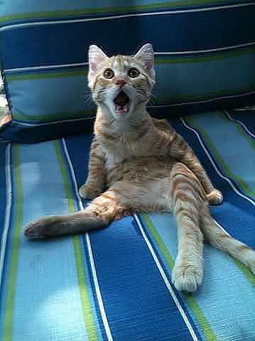 cats in funny poses and faces