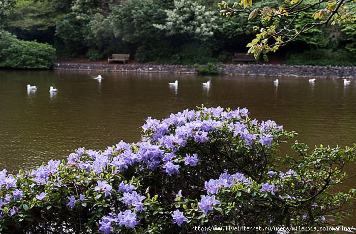 devon_cockington055 (700x460, 304Kb)