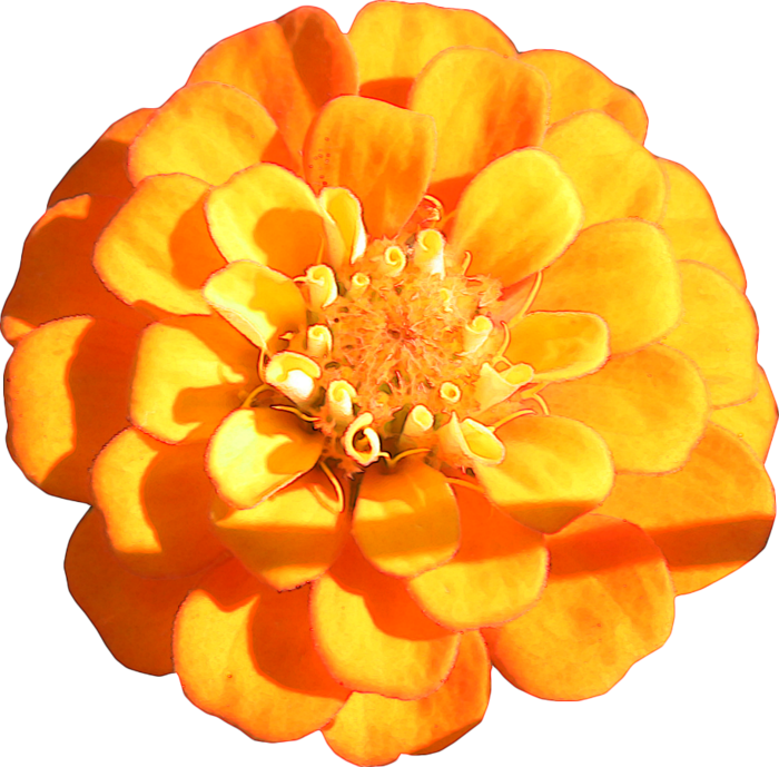 LS-BotanicaAOorangezinnia (700x689, 523Kb)