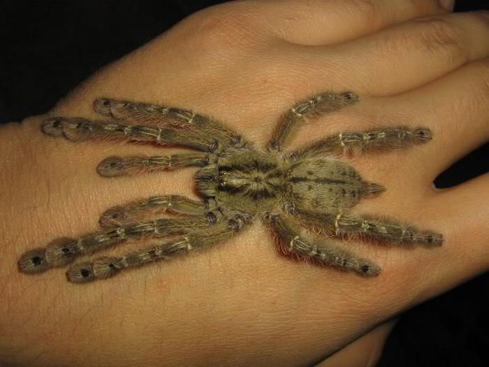 stromatopelma calceatum 2 (700x525, 45Kb)