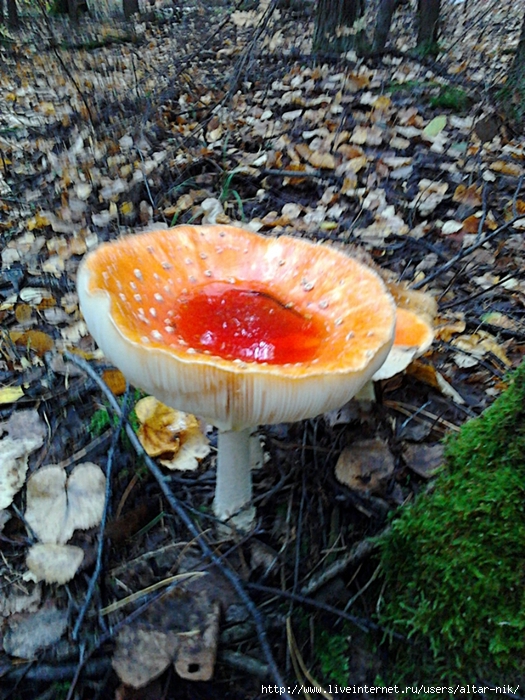 Фото0176 (525x700, 389Kb)
