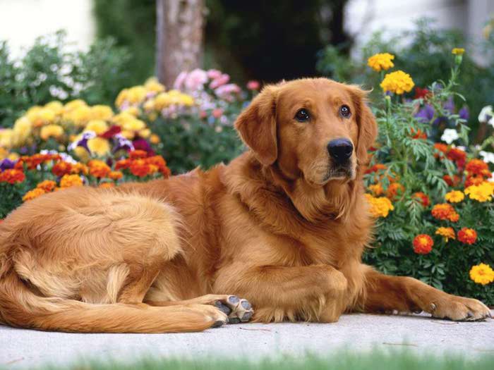 retriever_in_garden_dog_wallpapers-1024x768 (700x525, 46Kb)