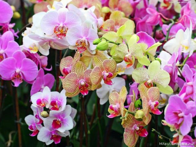 все самое интересное о орхидеях 91683016_orhidei33