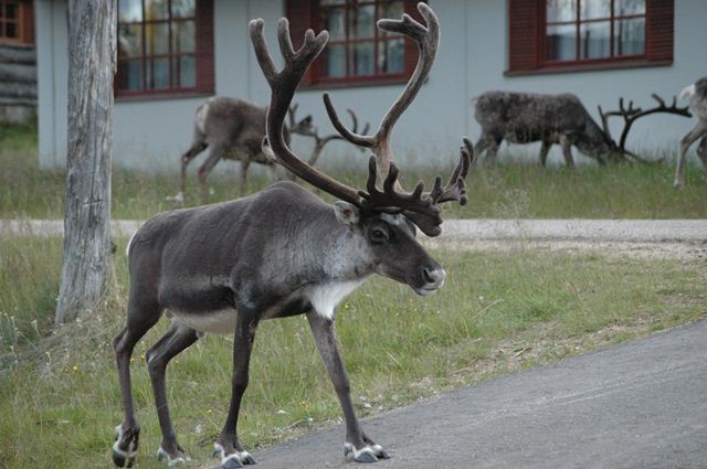 Finland25 (640x425, 50Kb)