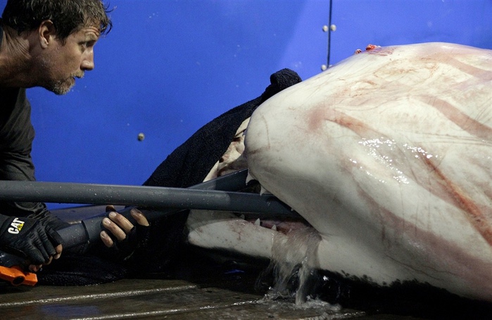 supercoolpics_01_19092012125458 (700x454, 105Kb)