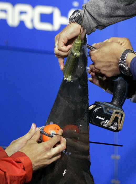 supercoolpics_03_19092012125424 (518x700, 272Kb)