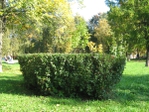 IMG_1852 (700x525, 511Kb)