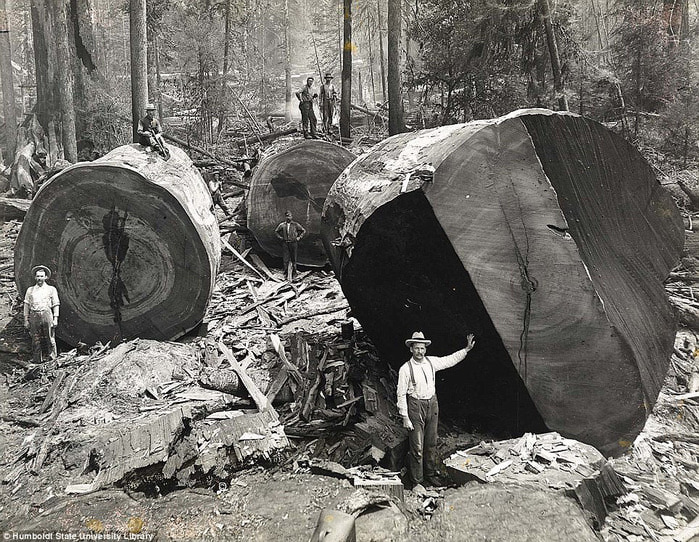 старые фотографии вырубка гигантских секвой 2 (700x542, 200Kb)