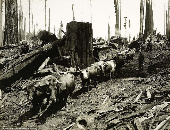 старые фотографии вырубка гигантских секвой 4 (700x537, 205Kb)