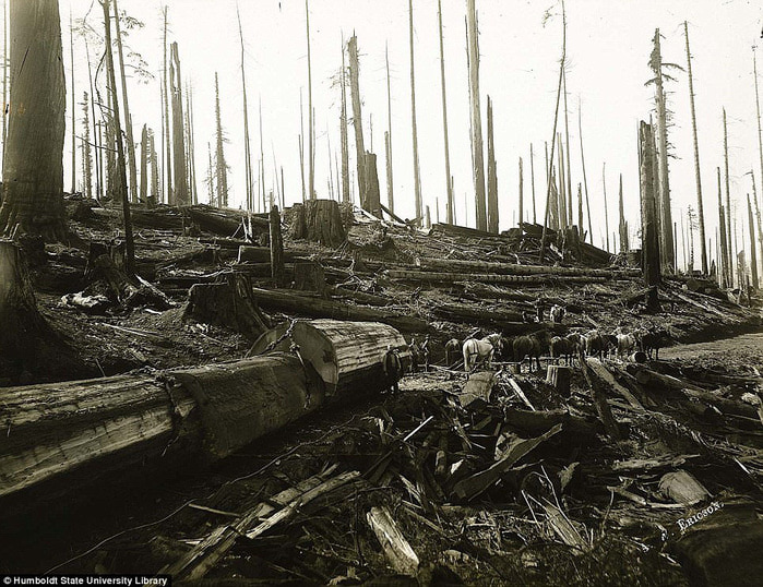 старые фотографии вырубка гигантских секвой 6 (700x538, 179Kb)