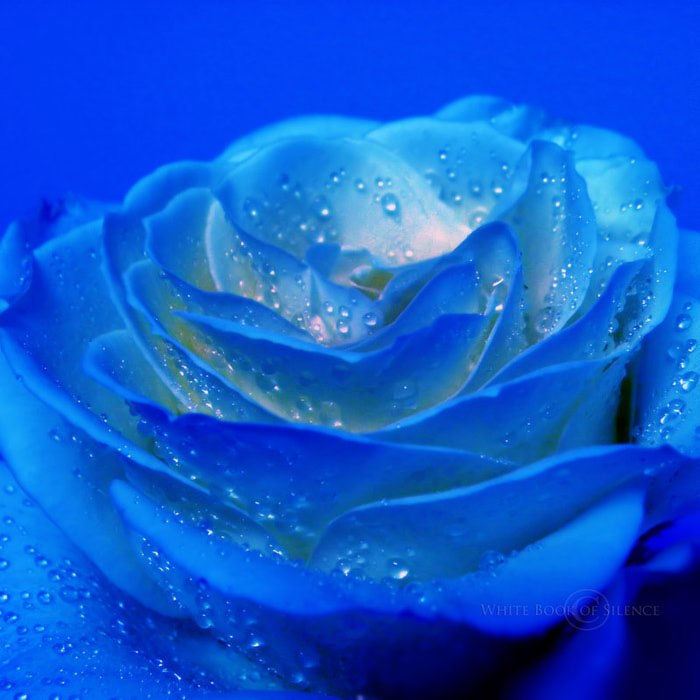 91658170_large_3166706_The_mystery_of_a_blue_rose_by_WhiteBook (700x700, 94Kb)
