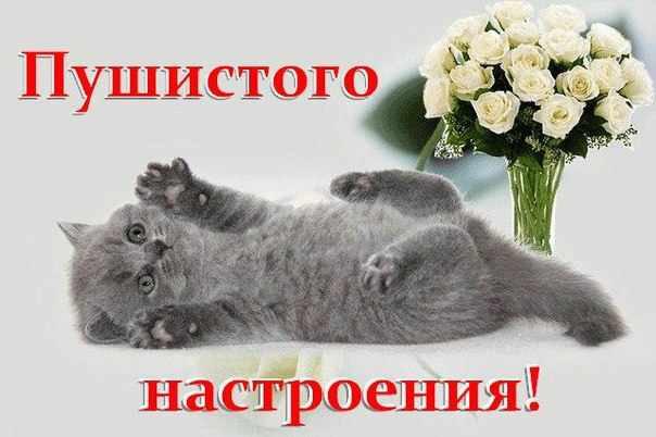 http://img0.liveinternet.ru/images/attach/c/6/91/863/91863568_Pushistogo_nastroeniya.jpg