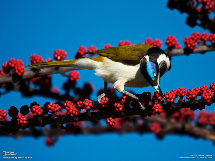 животные в фотографиях National Geographic 7 (700x525, 108Kb)