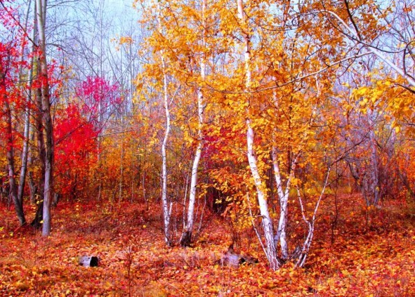 осенние листья8 (600x430, 136Kb)