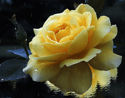 Жёлтая роза. - Цветы анимация - Анимационные блестящие картинки GIF