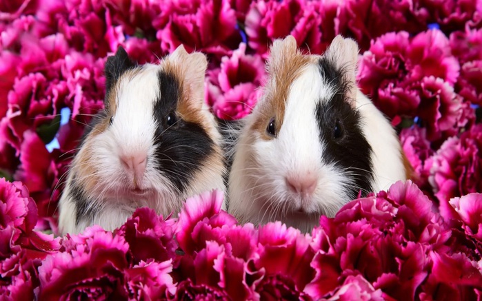 3085196_1152_Two_Guinea_Pigs (700x437, 123Kb)