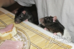  IMG_8042 (700x466, 250Kb)