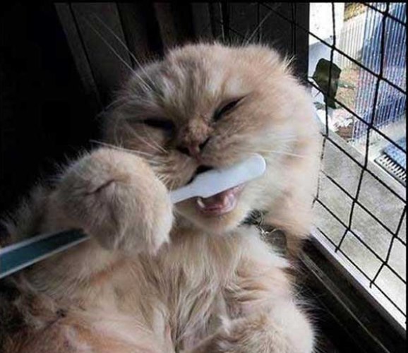 кошка чистит зубы (578x500, 59Kb)