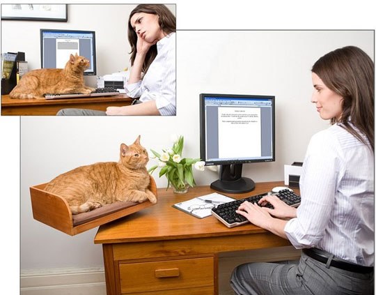 Give-your-cat-a-place-to-rest-other-than-your-keyboard (540x423, 50Kb)